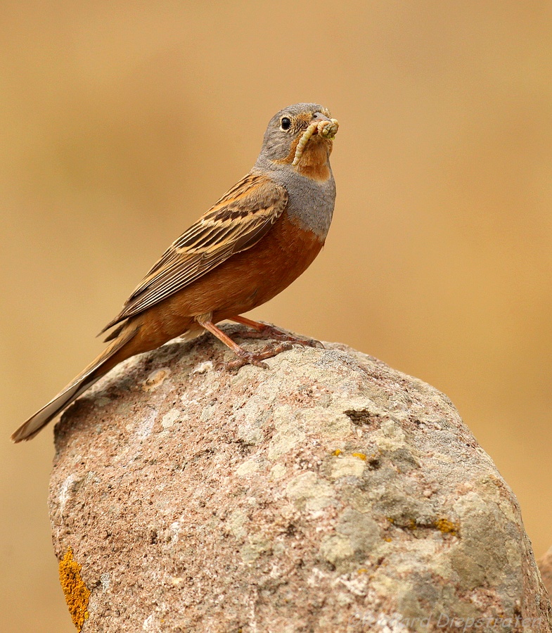 Bruinkeelortolaan - Emberiza caesia - Cretzschmars Bunting