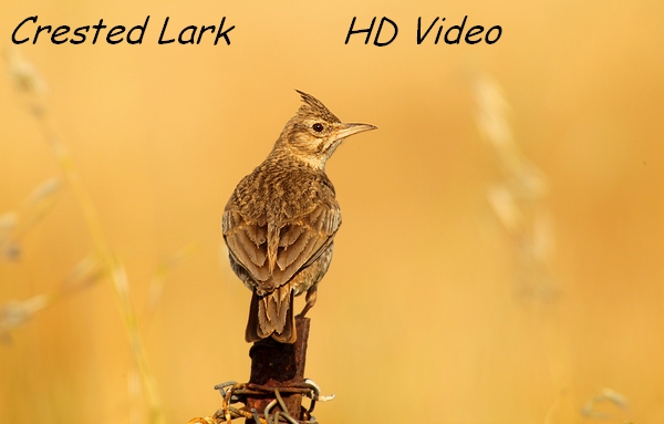 Crested Lark - Kuifleeuwerik