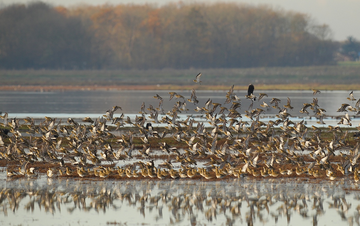 Goudplevier - Pluvialis apricaria - Golden Plover