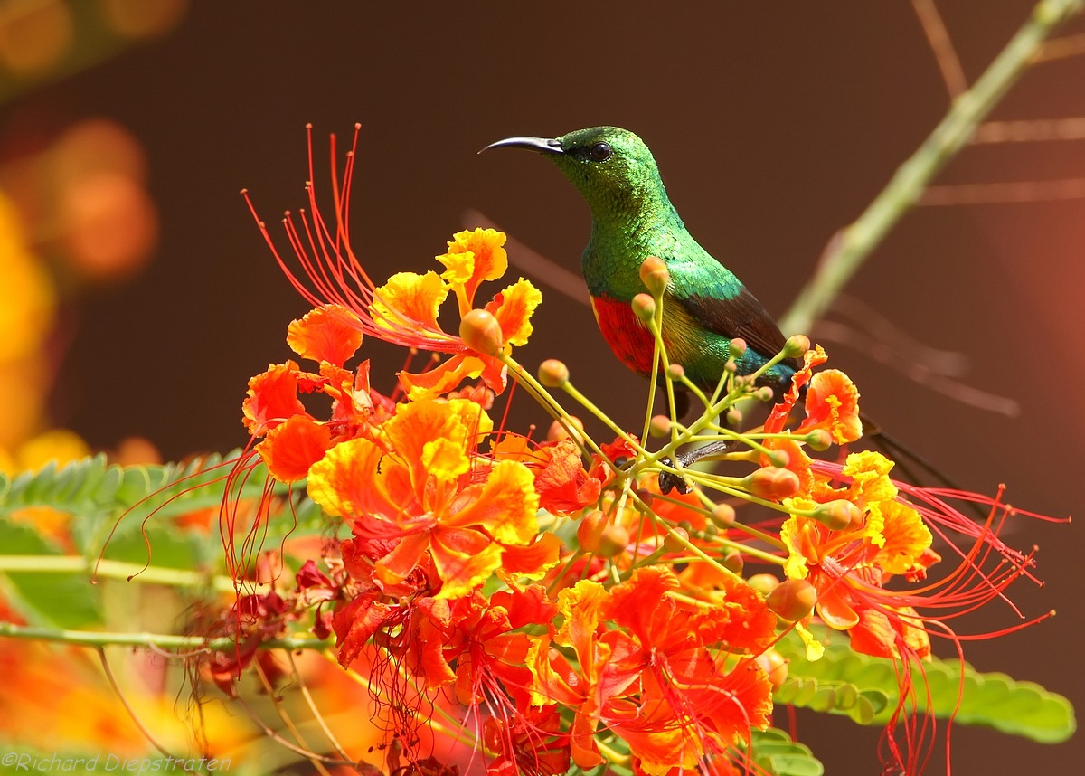 Feenhoningzuiger - Cinnyris pulchellus - Beautiful Sunbird