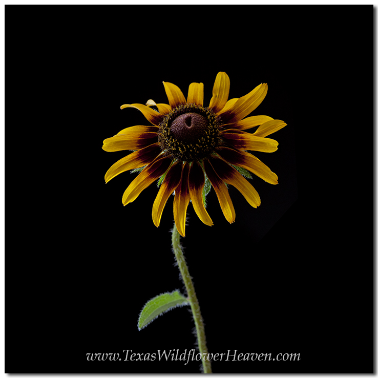 Texas Wildflowers - Sunflower 5