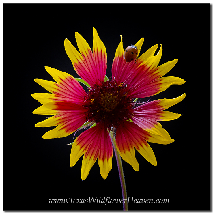Texas Wildflowers - Ladybug on an Indian Blanket