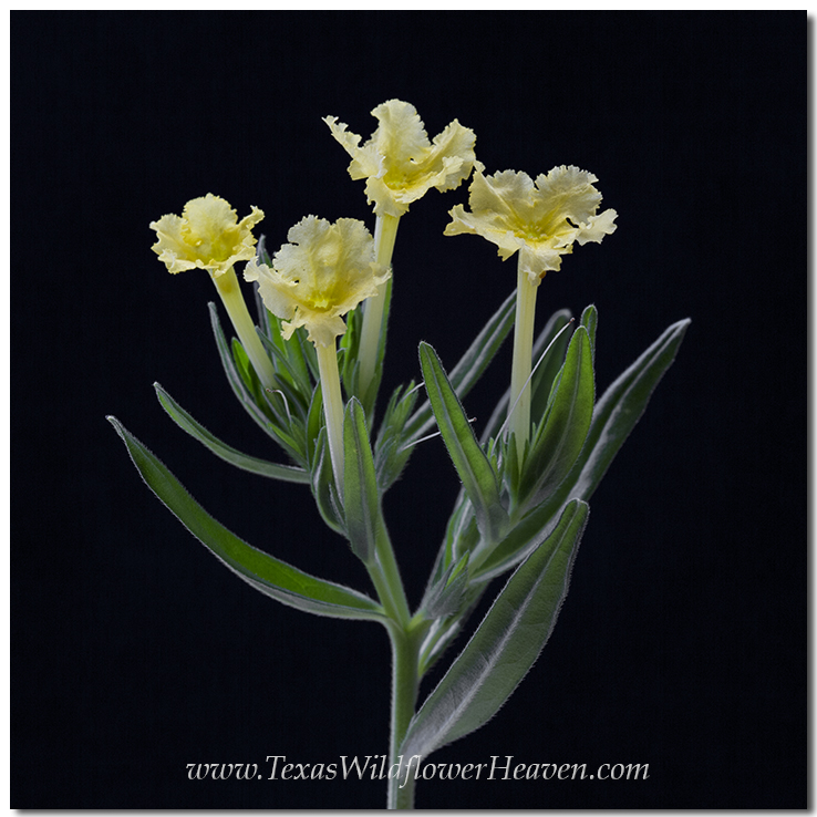 Texas Wildflowers - Fringed Puccoon 1