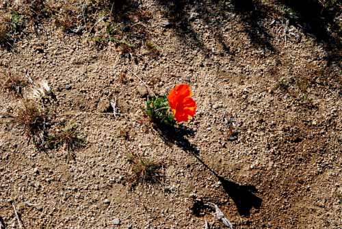 Mojave & Red Rock Canyon  095