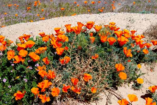 Mojave & Red Rock Canyon  107