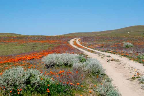 Spring Flowers of the Mojave and Red Rock Canyon, 2009