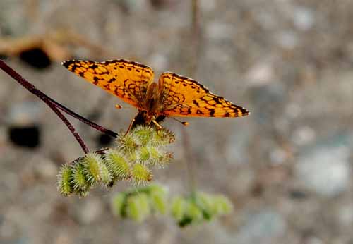 Flora & Fauna Around Mt. Diablo