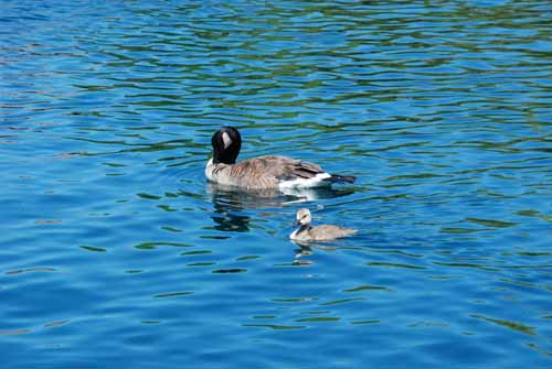 Flora & Fauna Around Mt. Diablo