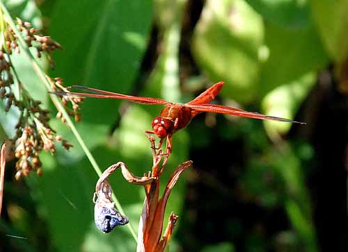 Flora & Fauna Around Mt. Diablo