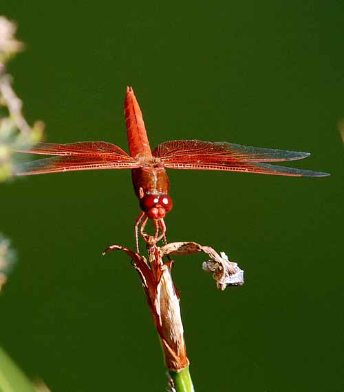 Flora & Fauna Around Mt. Diablo