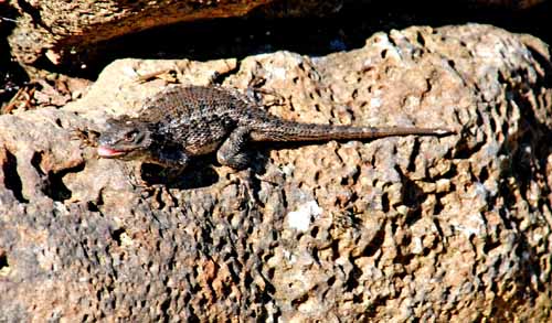 Flora & Fauna Around Mt. Diablo