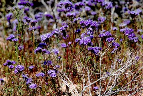 Mojave & Red Rock Canyon  128.jpg