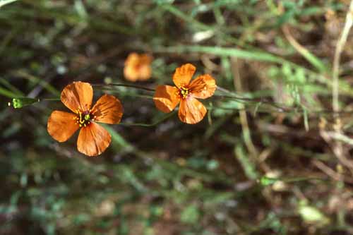 Flora & Fauna Around Mt. Diablo