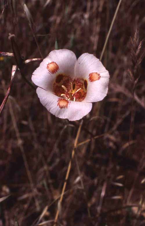 Flora & Fauna Around Mt. Diablo