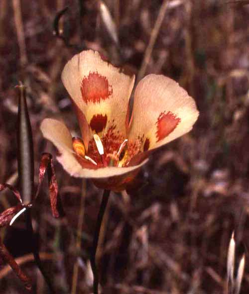 Flora & Fauna Around Mt. Diablo