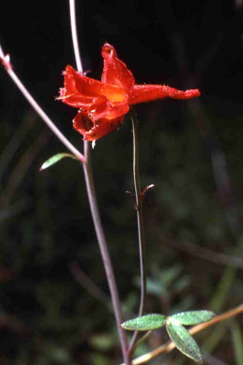 Flora & Fauna Around Mt. Diablo