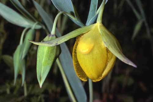 Flora & Fauna Around Mt. Diablo