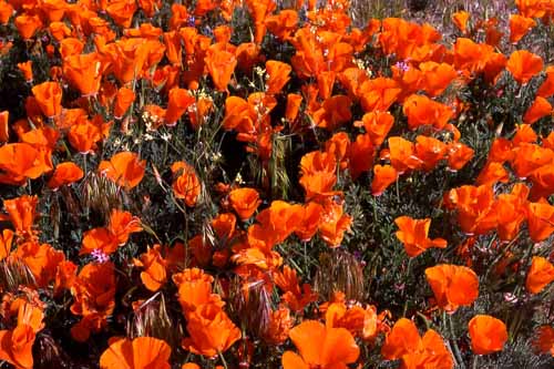 Flora & Fauna Around Mt. Diablo