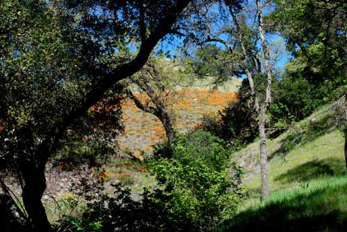 Flora & Fauna Around Mt. Diablo