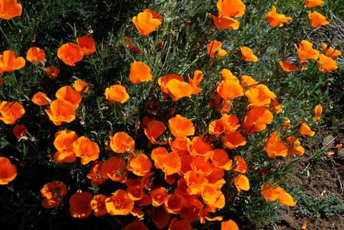 Flora & Fauna Around Mt. Diablo