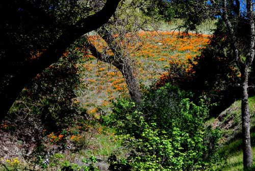 Flora & Fauna Around Mt. Diablo