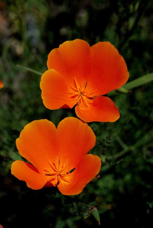 Flora & Fauna Around Mt. Diablo