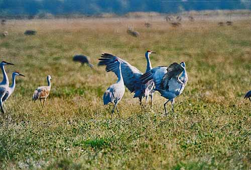 Birds of the Delta