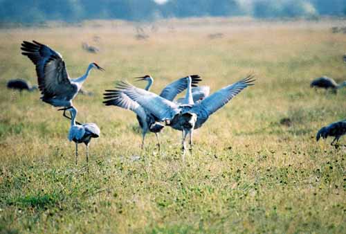 Birds of the Delta