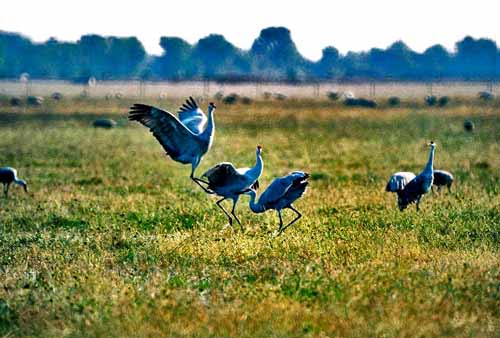 Birds of the Delta