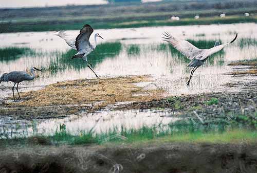 Birds of the Delta