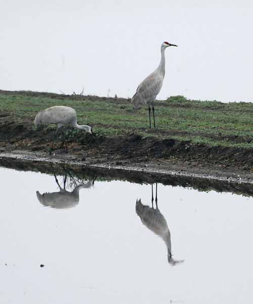 Birds of the Delta