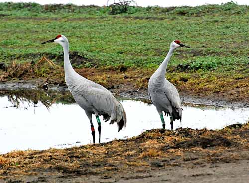 Birds of the Delta