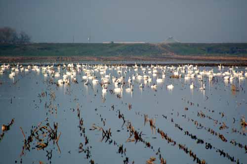 Birds of the Delta