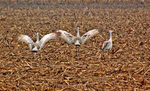 Birds of the Delta