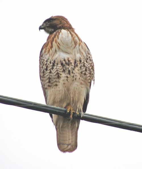 Birds of the Delta