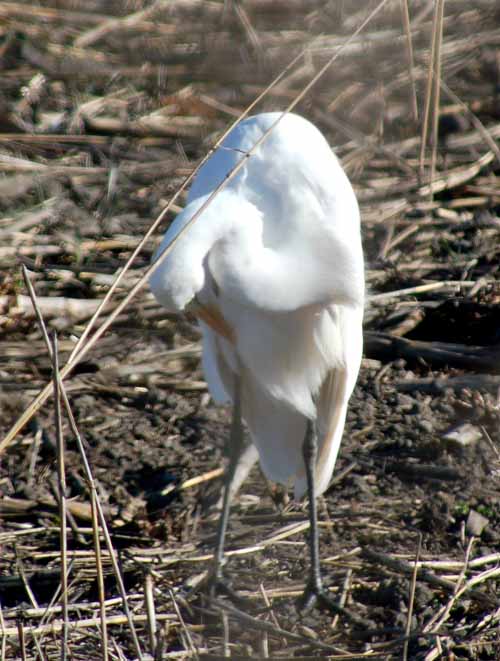 Birds of the Delta