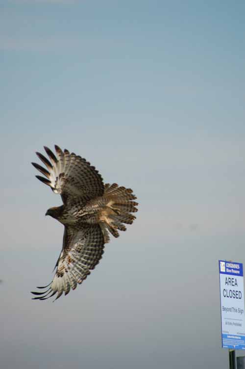 Birds of the Delta