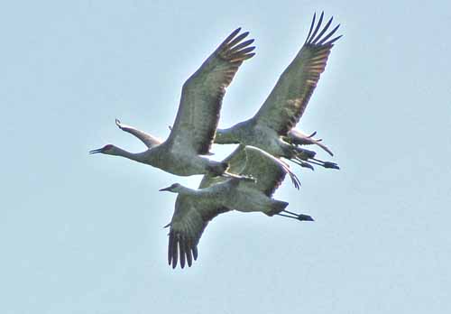 Birds of the Delta