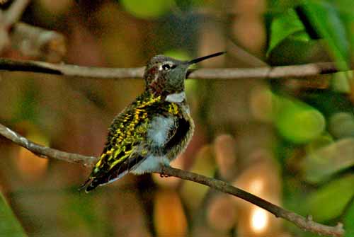 Birds of the Delta