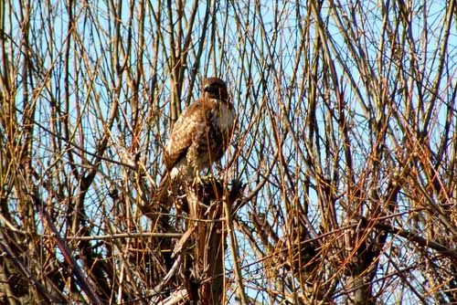 Birds of the Delta