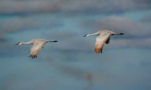 Birds of the Delta