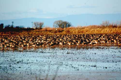 Birds of the Delta