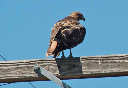 Birds of the Delta