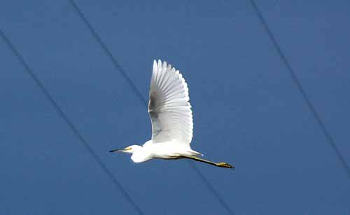 Birds of the Delta