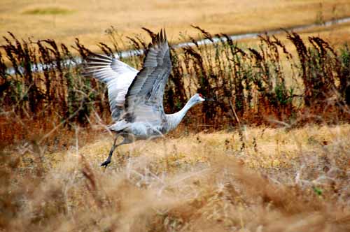 Birds of the Delta