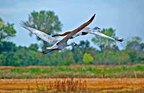 Birds of the Delta