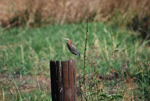 Birds of the Delta