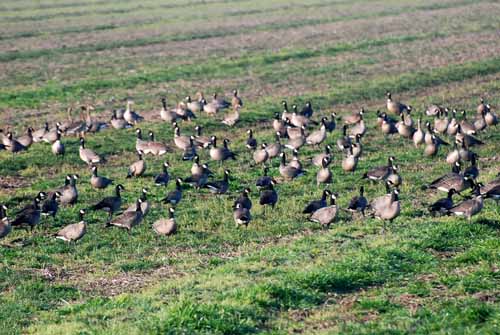 Birds of the Delta