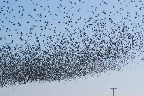 Birds of the Delta