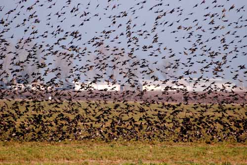 Birds of the Delta